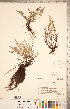  (Pellaea atropurpurea - CCDB-18347-C11)  @11 [ ] Copyright (2015) Deb Metsger Royal Ontario Museum