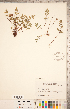  (Pellaea glabella subsp. glabella - CCDB-18347-B11)  @11 [ ] Copyright (2015) Deb Metsger Royal Ontario Museum
