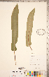  (Asplenium scolopendrium var. americanum - CCDB-18347-G12)  @11 [ ] Copyright (2015) Deb Metsger Royal Ontario Museum