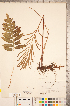 (Woodwardia areolata - CCDB-18346-G06)  @11 [ ] Copyright (2015) Deb Metsger Royal Ontario Museum