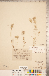  (Bromus danthoniae - CCDB-18290-A02)  @11 [ ] Copyright (2015) Deb Metsger Royal Ontario Museum