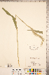  (Elymus wiegandii - CCDB-18290-C03)  @11 [ ] Copyright (2015) Deb Metsger Royal Ontario Museum