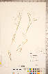  (Panicum philadelphicum subsp. philadelphicum - CCDB-18290-B04)  @11 [ ] Copyright (2015) Deb Metsger Royal Ontario Museum