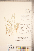  (Vulpia octoflora var. hirtella - CCDB-18290-C06)  @11 [ ] Copyright (2015) Deb Metsger Royal Ontario Museum