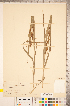  (Carex shortiana - CCDB-18290-D09)  @11 [ ] No Rights Reserved (2014) Deb Metsger Royal Ontario Museum