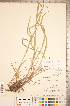  (Carex davisii - CCDB-18290-E10)  @11 [ ] No Rights Reserved (2014) Deb Metsger Royal Ontario Museum