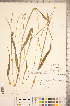  (Paspalum setaceum var. muhlenbergii - CCDB-18290-G11)  @11 [ ] No Rights Reserved (2014) Deb Metsger Royal Ontario Museum