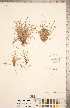  (Carex nigromarginata - CCDB-18294-F01)  @11 [ ] No Rights Reserved (2014) Deb Metsger Royal Ontario Museum