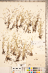  (Carex leptalea - CCDB-18294-F02)  @11 [ ] No Rights Reserved (2014) Deb Metsger Royal Ontario Museum