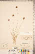  (Carex haydeniana - CCDB-18294-G03)  @11 [ ] Copyright (2015) Deb Metsger Royal Ontario Museum