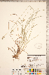  (Carex muehlenbergii - CCDB-18294-A03)  @11 [ ] Copyright (2015) Deb Metsger Royal Ontario Museum