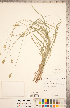  (Carex molesta - CCDB-18294-F04)  @11 [ ] Copyright (2015) Deb Metsger Royal Ontario Museum