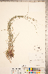  (Carex hirsutella - CCDB-18294-C04)  @11 [ ] Copyright (2015) Deb Metsger Royal Ontario Museum
