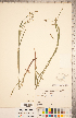  (Carex formosa - CCDB-18294-F05)  @11 [ ] Copyright (2015) Deb Metsger Royal Ontario Museum