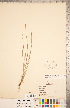  (Schoenoplectiella purshiana var. purshiana - CCDB-18294-C06)  @11 [ ] Copyright (2015) Deb Metsger Royal Ontario Museum