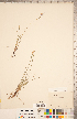  (Sisyrinchium septentrionale - CCDB-18296-H01)  @11 [ ] Copyright (2015) Deb Metsger Royal Ontario Museum