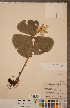  (Trillium flexipes - CCDB-18296-D04)  @11 [ ] Copyright (2015) Deb Metsger Royal Ontario Museum