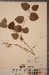  (Smilax rotundifolia - CCDB-18296-C04)  @11 [ ] Copyright (2015) Deb Metsger Royal Ontario Museum