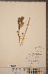  (Smilax ecirrata - CCDB-18296-F05)  @11 [ ] Copyright (2015) Deb Metsger Royal Ontario Museum