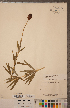  (Lilium canadense - CCDB-18296-A05)  @11 [ ] Copyright (2015) Deb Metsger Royal Ontario Museum