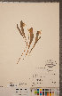  (Erythronium albidum - CCDB-18296-E06)  @11 [ ] Copyright (2015) Deb Metsger Royal Ontario Museum