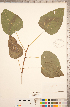  (Populus heterophylla - CCDB-18296-G11)  @11 [ ] Copyright (2015) Deb Metsger Royal Ontario Museum