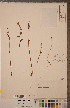 (Triphora trianthophoros - CCDB-18296-B11)  @11 [ ] Copyright (2015) Deb Metsger Royal Ontario Museum