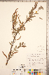  (Salix melanopsis - CCDB-18297-A02)  @11 [ ] Copyright (2015) Deb Metsger Royal Ontario Museum