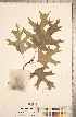  (Quercus shumardii - CCDB-18297-H06)  @11 [ ] Copyright (2015) Deb Metsger Royal Ontario Museum