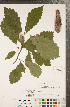  (Quercus muehlenbergii - CCDB-18297-B06)  @11 [ ] Copyright (2015) Deb Metsger Royal Ontario Museum