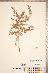  (Bassia scoparia - CCDB-18297-F08)  @11 [ ] Copyright (2015) Deb Metsger Royal Ontario Museum
