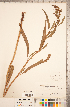  (Rumex pallidus - CCDB-18297-B10)  @11 [ ] Copyright (2015) Deb Metsger Royal Ontario Museum