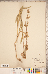  (Silene scouleri - CCDB-18302-B02)  @11 [ ] Copyright (2015) Deb Metsger Royal Ontario Museum
