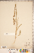  (Silene drummondii subsp. drummondii - CCDB-18302-D03)  @11 [ ] Copyright (2015) Deb Metsger Royal Ontario Museum