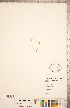  (Cerastium brachypodum - CCDB-18302-A05)  @11 [ ] Copyright (2015) Deb Metsger Royal Ontario Museum
