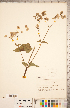  (Mirabilis nyctaginea - CCDB-18302-D06)  @11 [ ] Copyright (2015) Deb Metsger Royal Ontario Museum