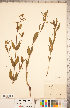  (Mirabilis albida - CCDB-18302-A06)  @11 [ ] Copyright (2015) Deb Metsger Royal Ontario Museum