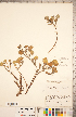  (Abronia latifolia - CCDB-18302-F07)  @11 [ ] Copyright (2015) Deb Metsger Royal Ontario Museum