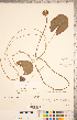  (Nymphaea leibergii - CCDB-18302-A11)  @11 [ ] Copyright (2015) Deb Metsger Royal Ontario Museum