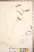  (Conringia orientalis - CCDB-18304-G02)  @11 [ ] Copyright (2015) Deb Metsger Royal Ontario Museum