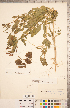  (Polanisia - CCDB-18304-C07)  @11 [ ] Copyright (2015) Deb Metsger Royal Ontario Museum