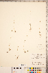  (Suksdorfia violacea - CCDB-18313-B02)  @11 [ ] Copyright (2015) Deb Metsger Royal Ontario Museum