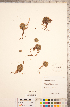  (Sempervivum tectorum - CCDB-18313-F08)  @11 [ ] Copyright (2015) Deb Metsger Royal Ontario Museum