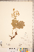  (Alchemilla venosa - CCDB-18313-D11)  @11 [ ] Copyright (2015) Deb Metsger Royal Ontario Museum