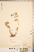  (Alchemilla filicaulis subsp. filicaulis - CCDB-18313-G12)  @11 [ ] Copyright (2015) Deb Metsger Royal Ontario Museum