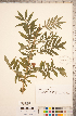  (Agrimonia parviflora - CCDB-18317-E01)  @11 [ ] Copyright (2015) Deb Metsger Royal Ontario Museum