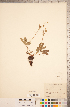  (Potentilla glaucophylla - CCDB-18317-F05)  @11 [ ] Copyright (2015) Deb Metsger Royal Ontario Museum