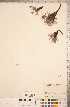  (Potentilla concinna - CCDB-18317-C05)  @11 [ ] Copyright (2015) Deb Metsger Royal Ontario Museum