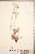  (Potentilla hippiana - CCDB-18317-E06)  @11 [ ] Copyright (2015) Deb Metsger Royal Ontario Museum