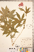  (Filipendula rubra - CCDB-18317-C08)  @11 [ ] Copyright (2015) Deb Metsger Royal Ontario Museum